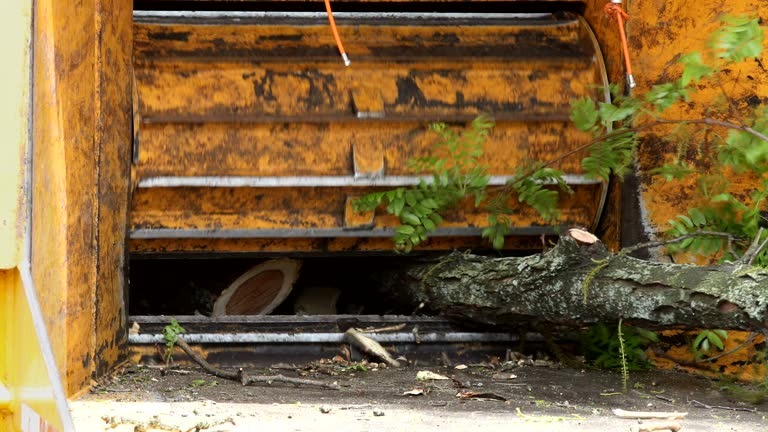 Tree Removal Springfield Services You Can Rely On | Lufkin Environmental